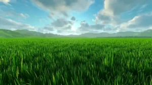 4K Grass Field Live Wallpaper